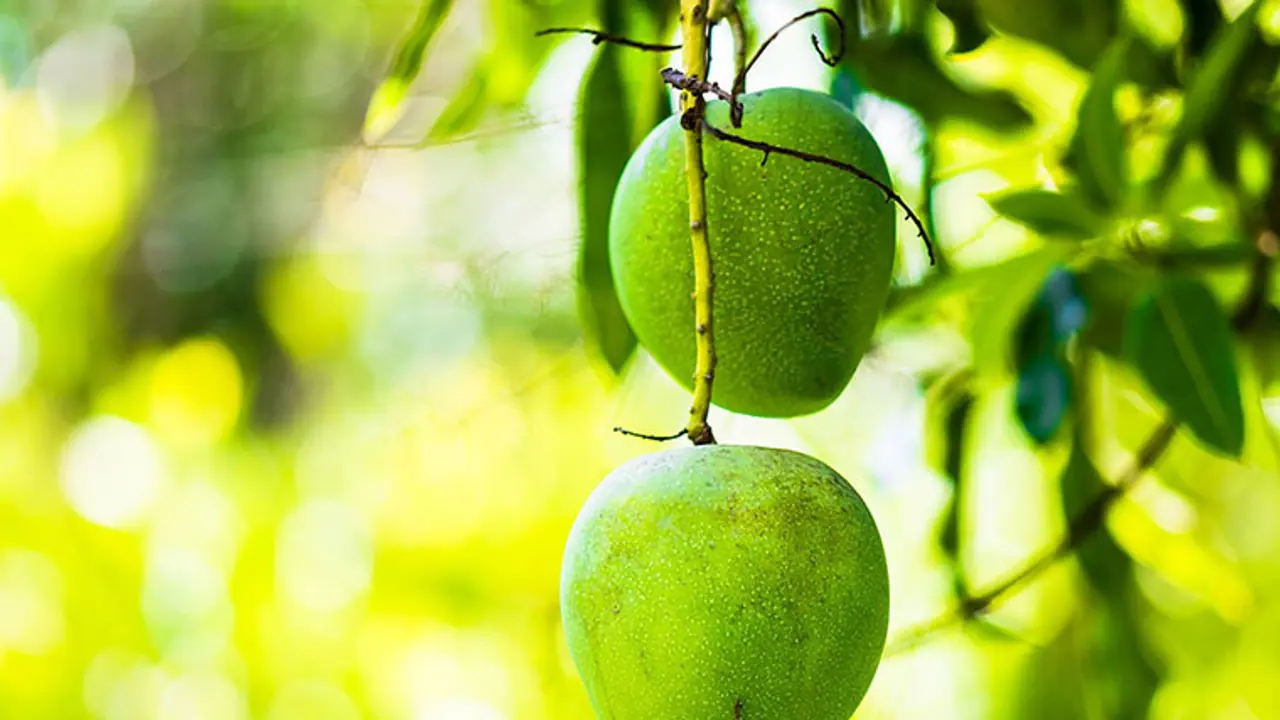 Rare Noor Jahan mango variety to have a low yield this season Rare Noor Jahan mango variety to have a low yield this season