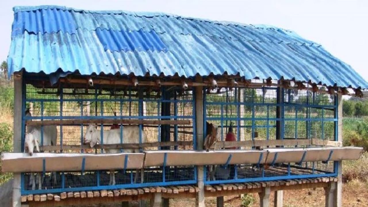 ஆட்டுக் கொட்டகையின் தரை, மேற்கூரை, வாயிற்கதவை எந்த அளவில் அமைக்க வேண்டும்? ஆட்டுக் கொட்டகையின் தரை, மேற்கூரை, வாயிற்கதவை எந்த அளவில் அமைக்க வேண்டும்?