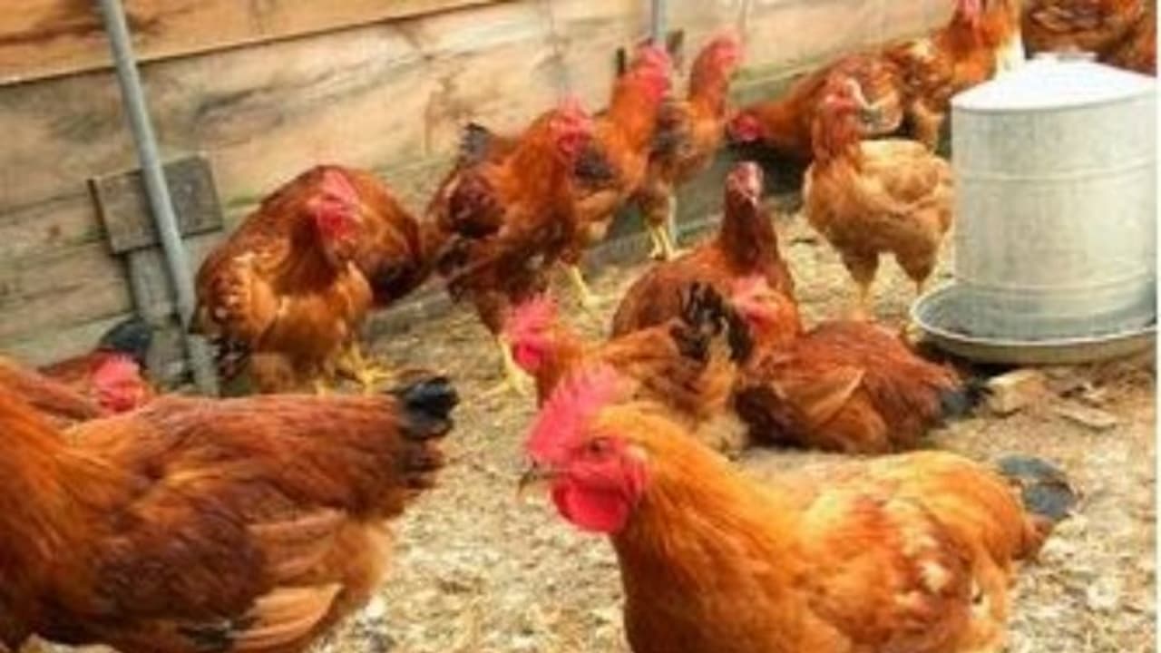 நாட்டு கோழிகளை வளர்க்க எத்தனை முறைகள் இருக்கு? வாசிச்சு தெரிஞ்சுக்குங்க.. நாட்டு கோழிகளை வளர்க்க எத்தனை முறைகள் இருக்கு? வாசிச்சு தெரிஞ்சுக்குங்க..