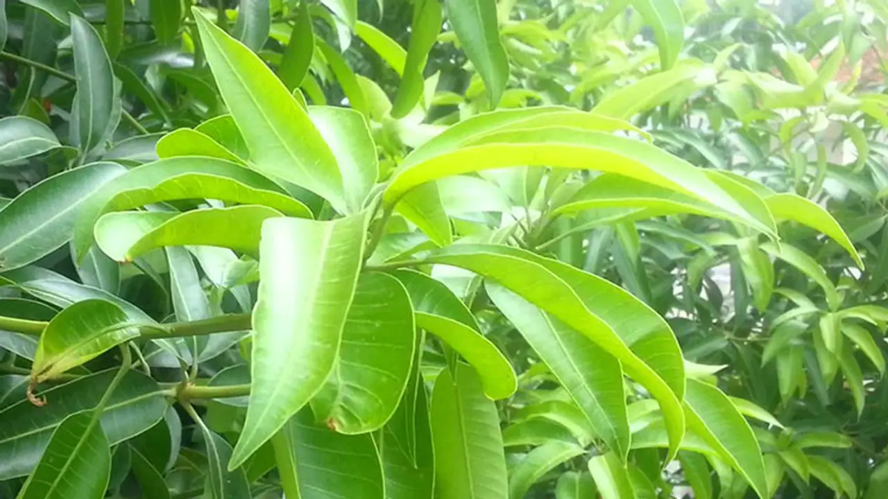 திருவிழாக்கள் மற்றும் சுப நிகழ்ச்சிகளுக்கு ஏன் மா இலை தோரணை கட்டப்படுகின்றன தெரியுமா?