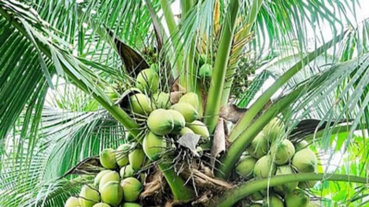 தென்னை மரங்களுக்கு உரங்களை இந்த அளவுகளில்தான் இடவேண்டும்... தென்னை மரங்களுக்கு உரங்களை இந்த அளவுகளில்தான் இடவேண்டும்...