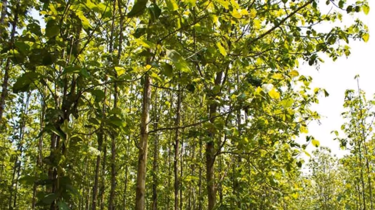 இவ்வளவு சிறப்புகளை கொண்டிருப்பதால் தான் தேக்கு மரம் மதிப்பு வாய்ந்ததாக கருதப்படுகிறது... இவ்வளவு சிறப்புகளை கொண்டிருப்பதால் தான் தேக்கு மரம் மதிப்பு வாய்ந்ததாக கருதப்படுகிறது...