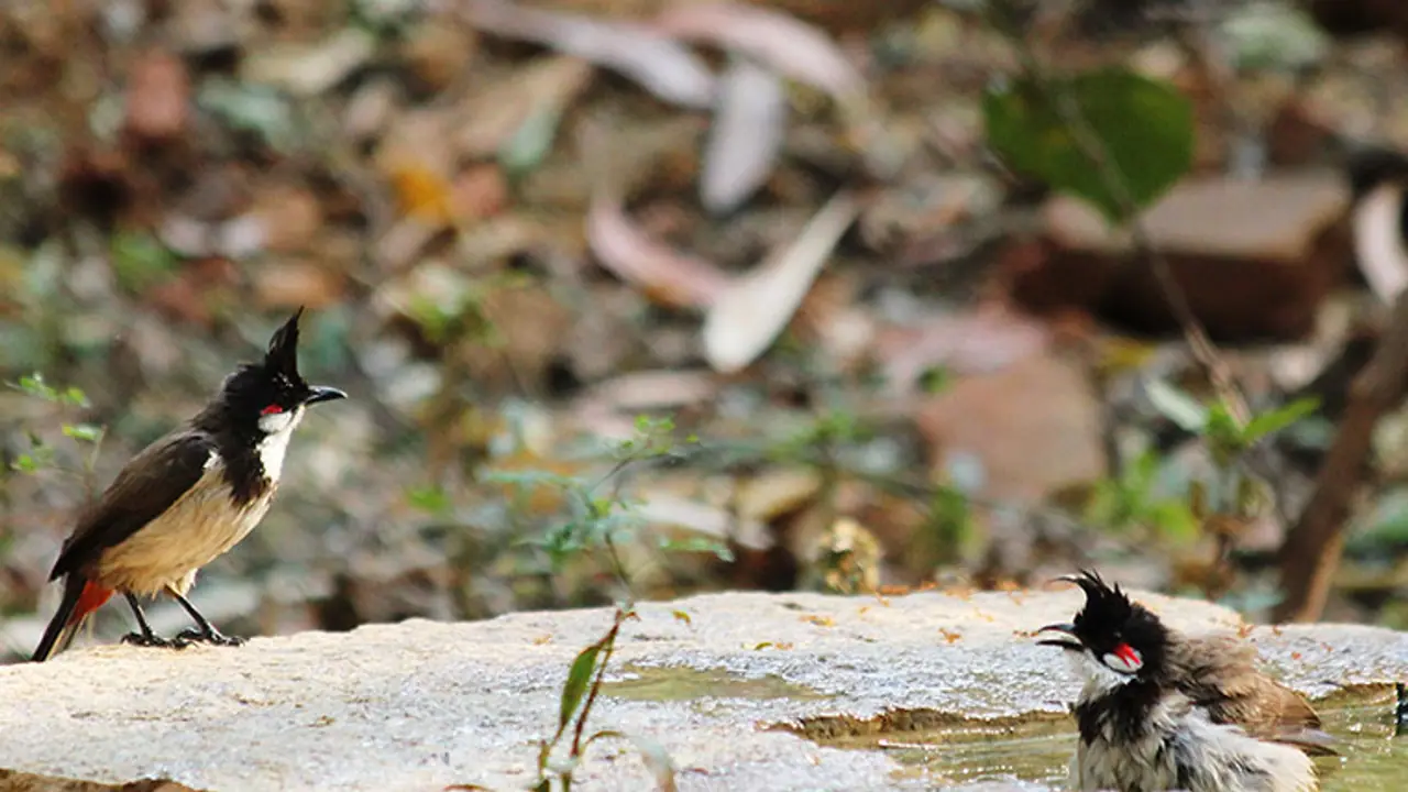 This is how Bengaluru's birds are dying This is how Bengaluru's birds are dying