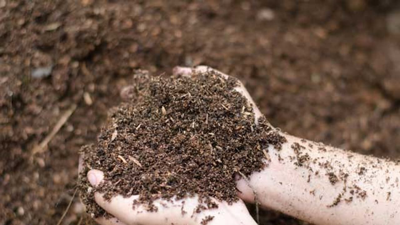 பூங்கா கழிவுகளில் இருந்து உரம் தயாரிக்க என்னென்ன தேவை தெரியுமா? இதை வாசிங்க தெரியும்... பூங்கா கழிவுகளில் இருந்து உரம் தயாரிக்க என்னென்ன தேவை தெரியுமா? இதை வாசிங்க தெரியும்...