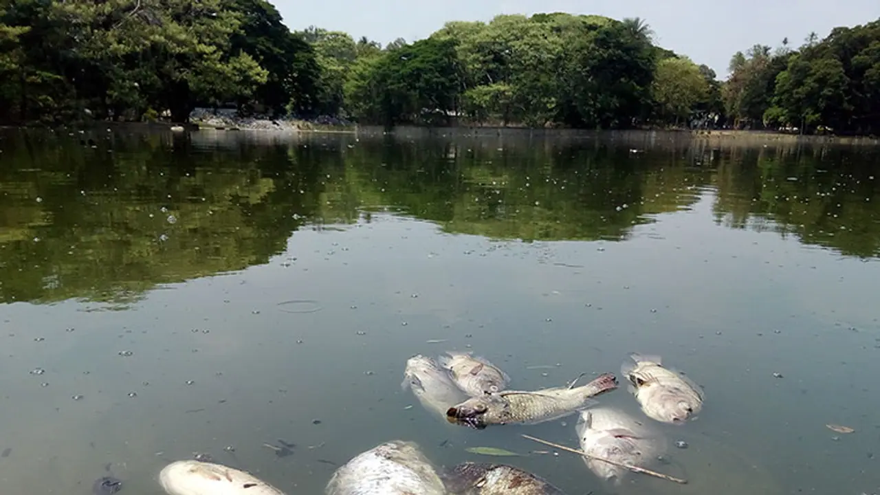 Bengaluru: Dead fish fill Ulsoor lake amid blame game Bengaluru: Dead fish fill Ulsoor lake amid blame game