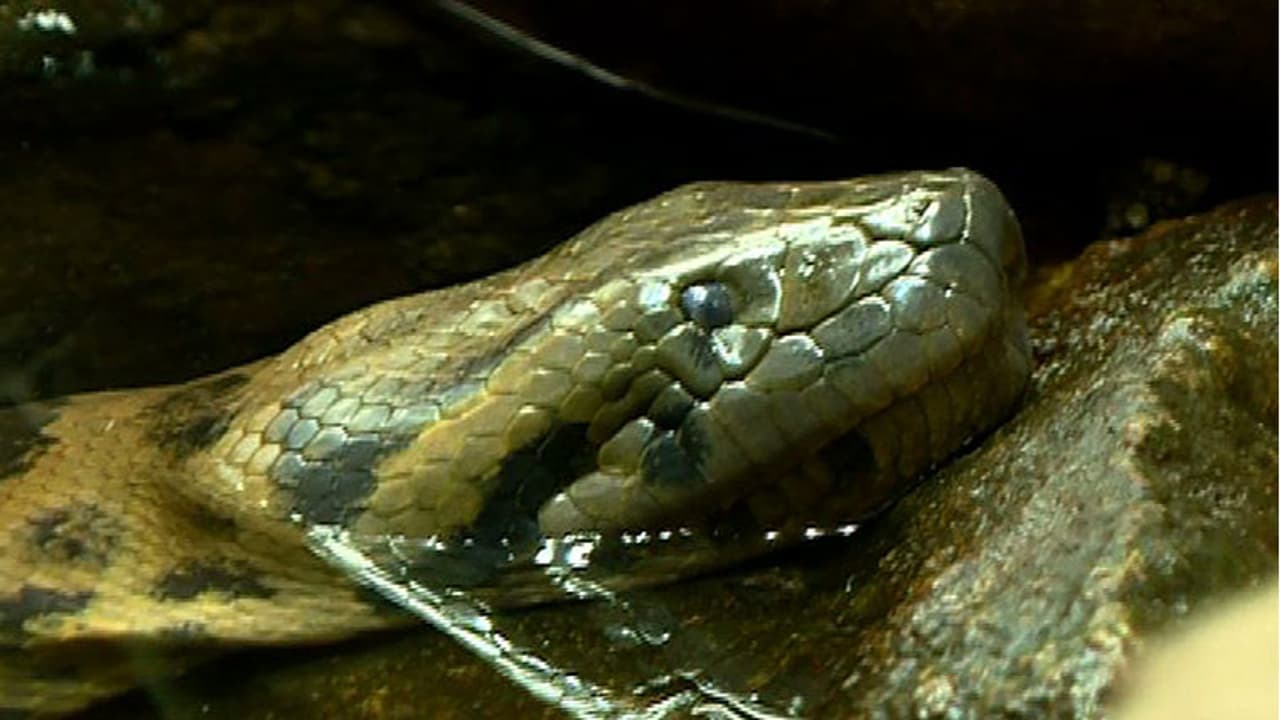 When Angela faked her pregnancy! When Angela faked her pregnancy!