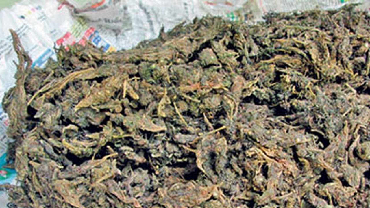 കഞ്ചാവ് നല്‍കിയില്ല, കൊല്ലത്ത് വയോധികയെ യുവാക്കൾ വെട്ടിപ്പരിക്കേൽപ്പിച്ചു; വീടും അടിച്ചുതക‍ര്‍ത്തു