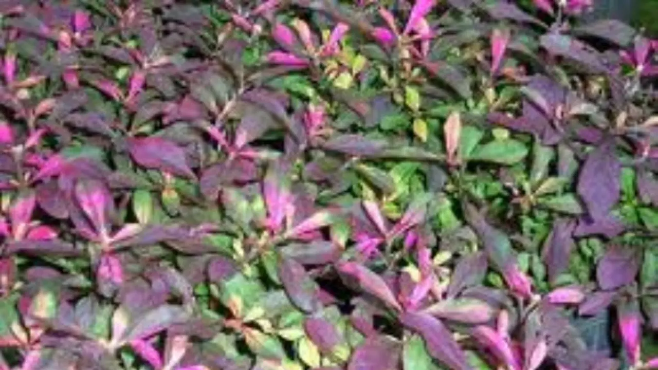 கூர்மையான கண் பார்வையை பெற இந்த கீரையை சமைத்து சாப்பிட்டாலே போதும்... கூர்மையான கண் பார்வையை பெற இந்த கீரையை சமைத்து சாப்பிட்டாலே போதும்...