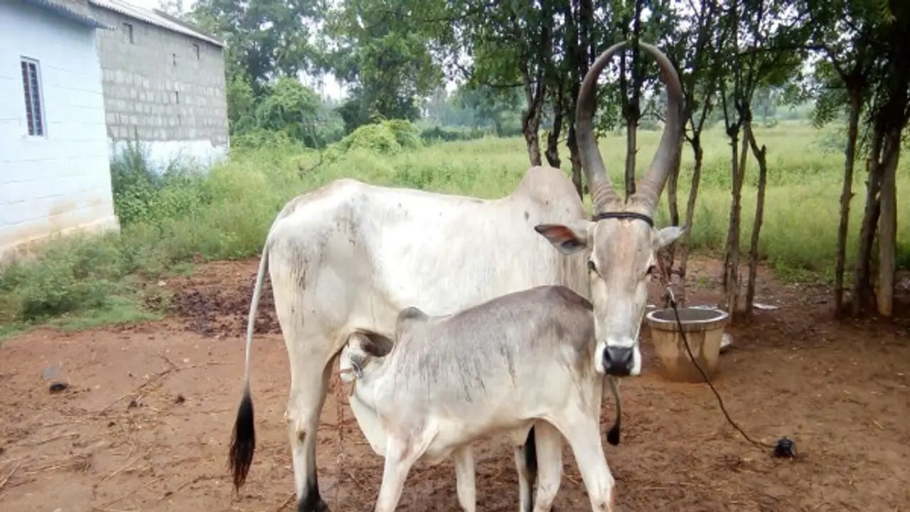 மாடுகளுக்கு சினையை எப்படி உறுதி செய்வது? அதற்கென சில முறைகள் இருக்கு... மாடுகளுக்கு சினையை எப்படி உறுதி செய்வது? அதற்கென சில முறைகள் இருக்கு...