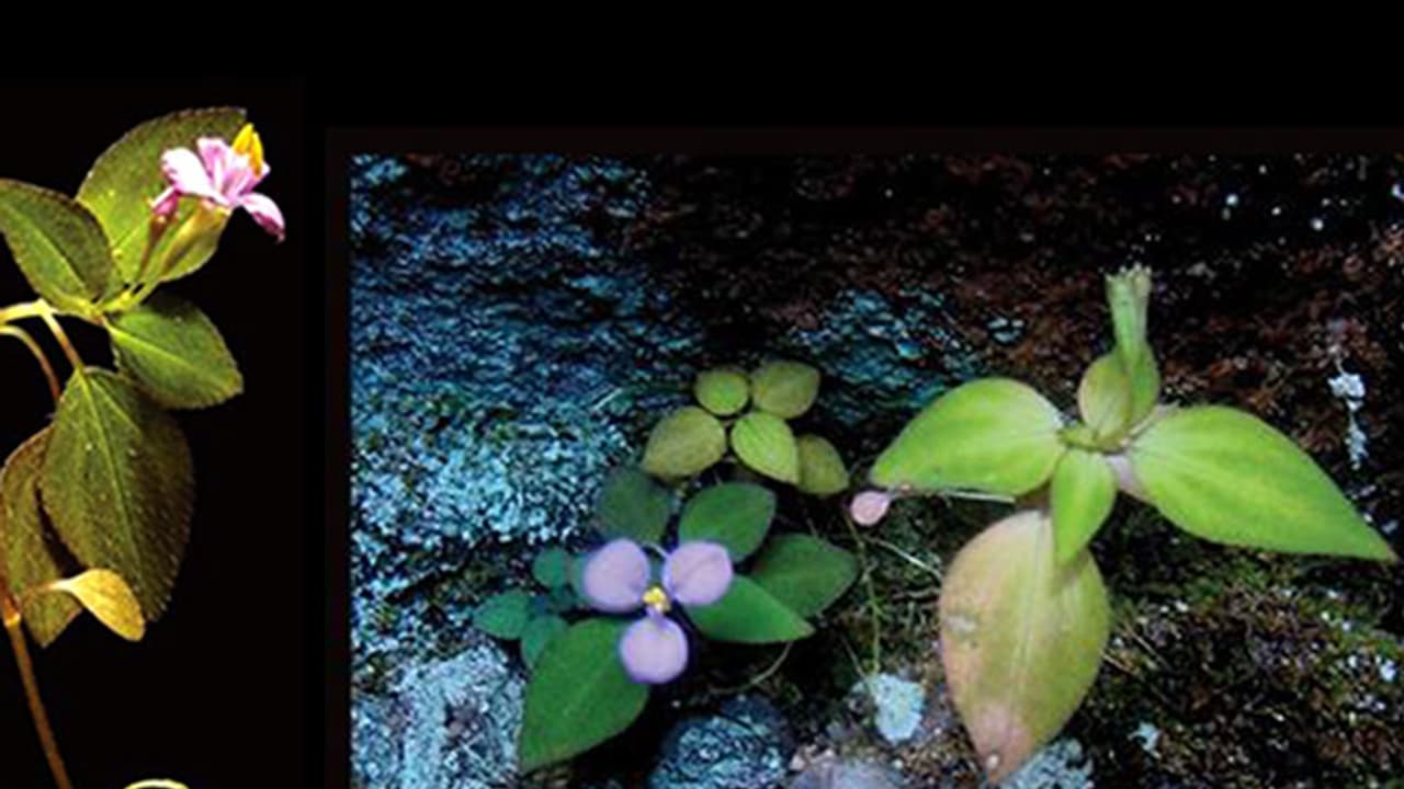 Critically endangered plant discovered from the Western Ghats Critically endangered plant discovered from the Western Ghats