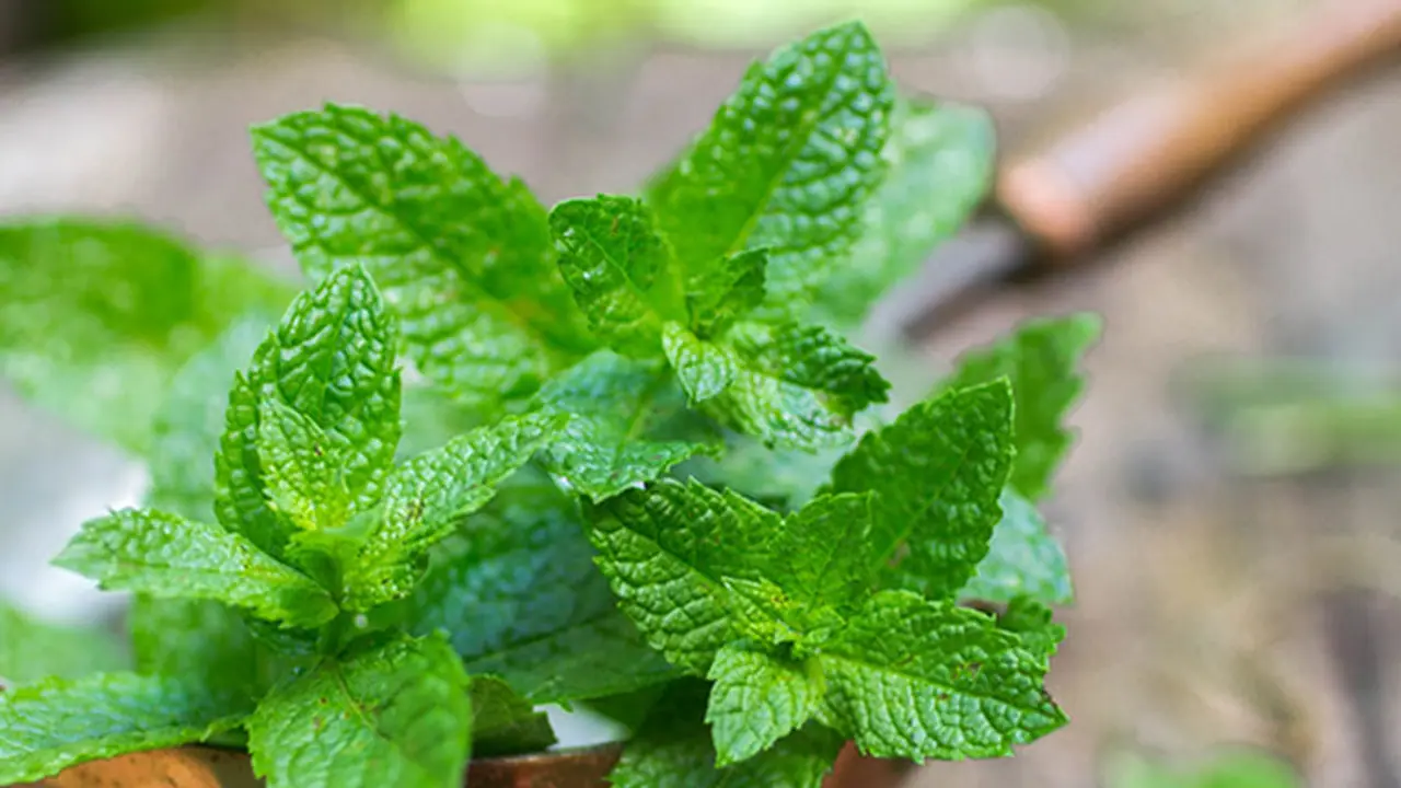 ಮನೆ ಮದ್ದಾಗಿ ಪುದೀನಾ ಮನೆ ಮದ್ದಾಗಿ ಪುದೀನಾ