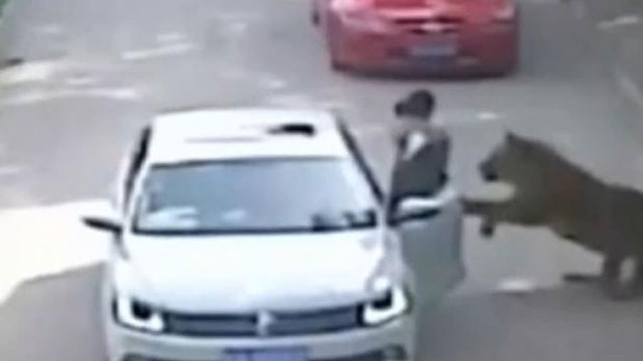 മൃഗശാല സന്ദര്ശിക്കാനെത്തിയ യുവതിയെ കടുവ ആക്രമിച്ച് കൊന്നു മൃഗശാല സന്ദര്ശിക്കാനെത്തിയ യുവതിയെ കടുവ ആക്രമിച്ച് കൊന്നു