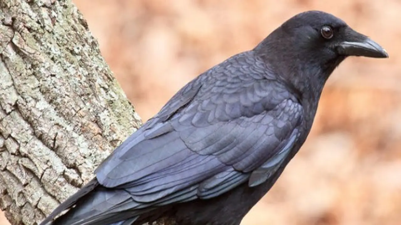 ஒருவர் அகால மரணம் அடைவதை முன்கூட்டியே வெளிப்படுத்தும் காகம்...! ஒருவர் அகால மரணம் அடைவதை முன்கூட்டியே வெளிப்படுத்தும் காகம்...!