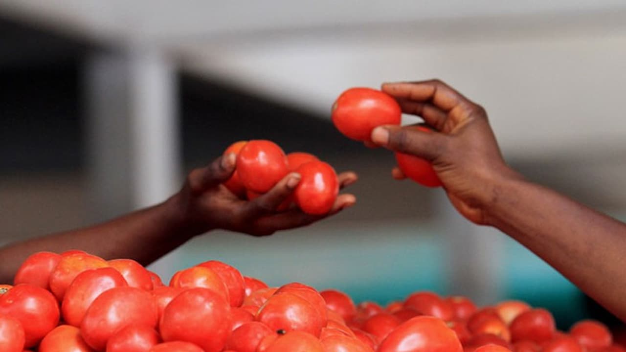 ಟೊಮ್ಯಾಟೋ ತಿಂದ್ರೆ ಪುರುಷತ್ವಕ್ಕೆ ಕುತ್ತು!: ದಾರಿ ತಪ್ಪಿಸಿದ್ದು ಅಧಿಕಾರಿಗಳು,ಬೀದಿಗೆ ಬಿದ್ದಿದ್ದು ರೈತರು! ಟೊಮ್ಯಾಟೋ ತಿಂದ್ರೆ ಪುರುಷತ್ವಕ್ಕೆ ಕುತ್ತು!: ದಾರಿ ತಪ್ಪಿಸಿದ್ದು ಅಧಿಕಾರಿಗಳು,ಬೀದಿಗೆ ಬಿದ್ದಿದ್ದು ರೈತರು!