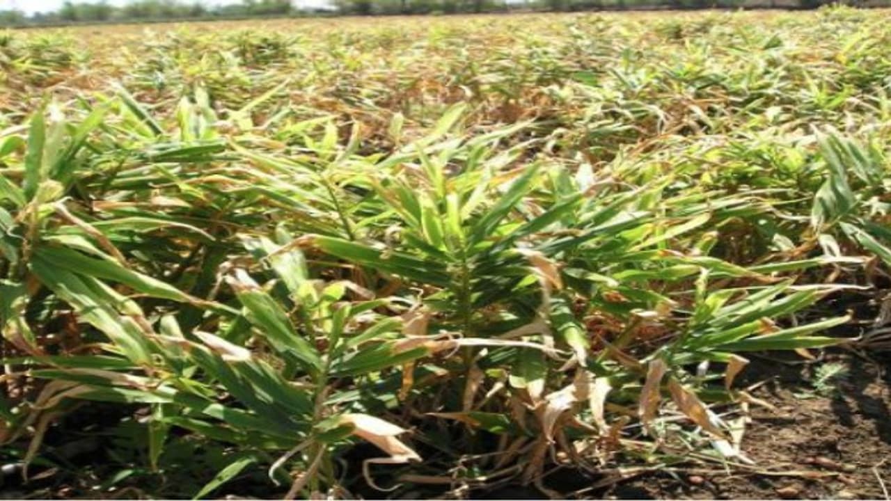 இஞ்சித் தாக்கி மகசூலை குறைக்கும் குருத்து துளைப்பான் பூச்சியை கட்டுப்படுத்தும் முறைகள்… இஞ்சித் தாக்கி மகசூலை குறைக்கும் குருத்து துளைப்பான் பூச்சியை கட்டுப்படுத்தும் முறைகள்…