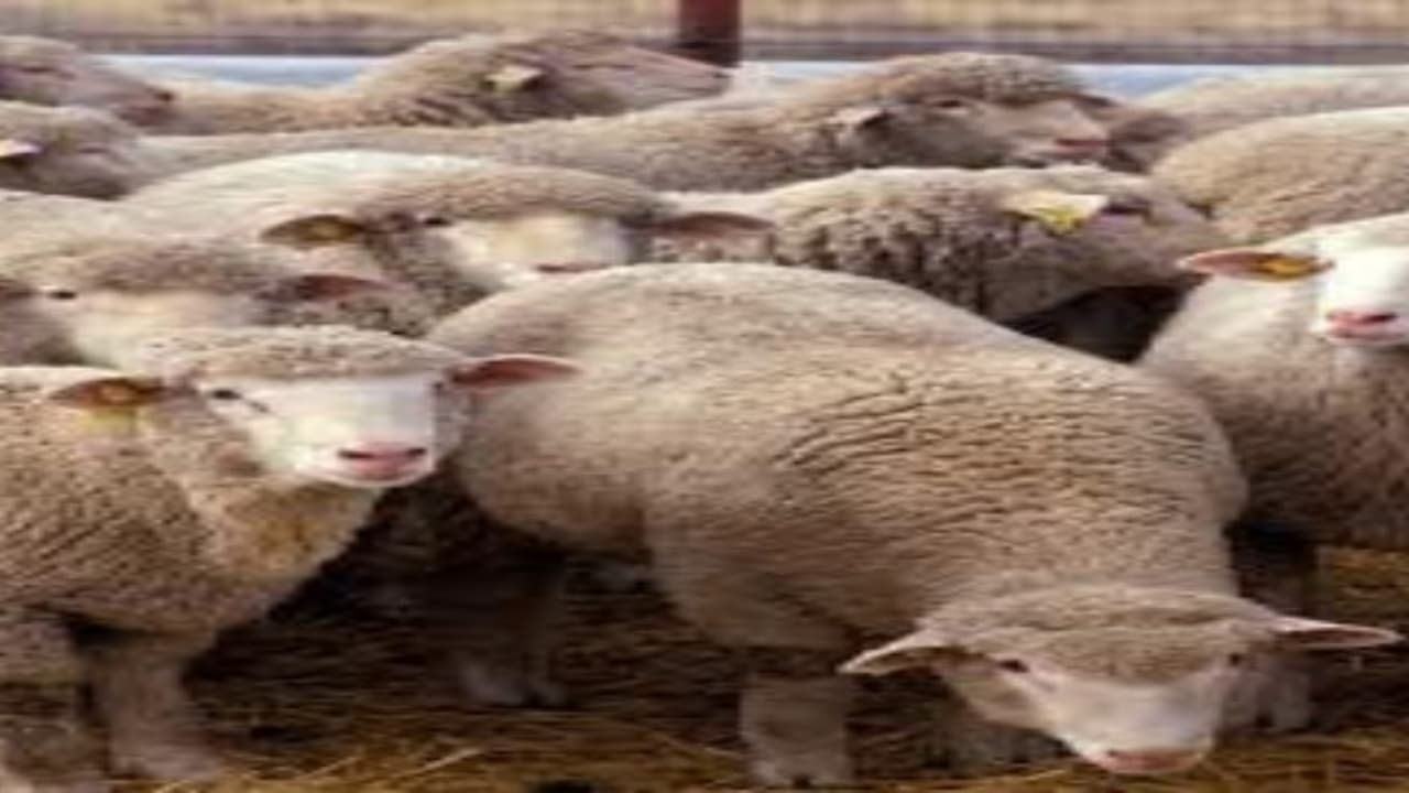 இந்த தீவனமுறைகளை பயன்படுத்தி உங்கள் செம்மறி ஆடுகளின் வளர்ச்சியை கூட்டலாம்… இந்த தீவனமுறைகளை பயன்படுத்தி உங்கள் செம்மறி ஆடுகளின் வளர்ச்சியை கூட்டலாம்…