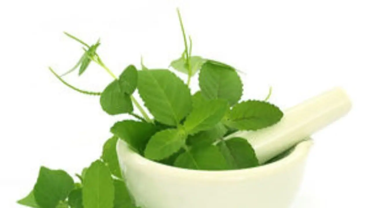 உங்களுக்குத் தெரியுமா? வயிற்றில் உள்ள புண்களை ஆற்றும் சக்தி துளசிக்கு உண்டு.... 