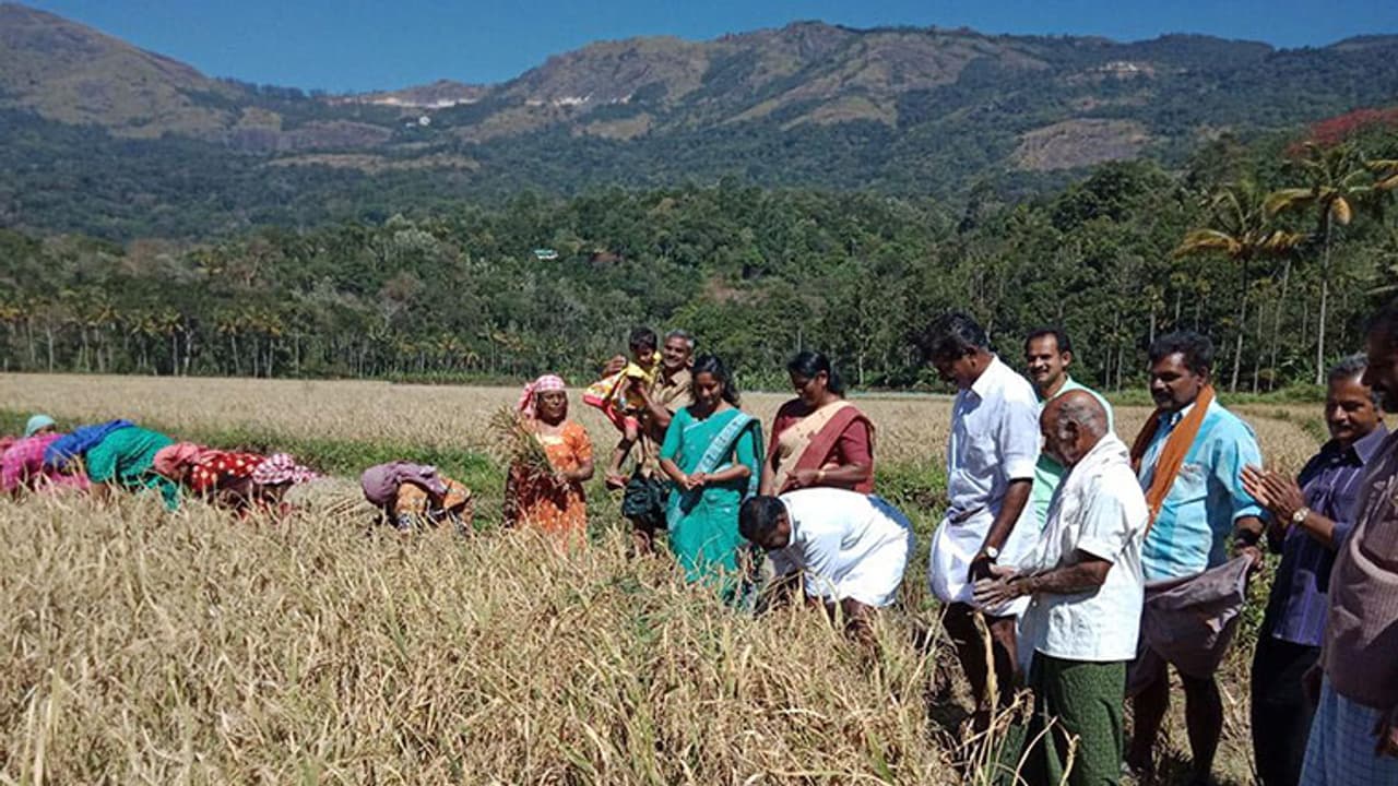 ഹൈറേഞ്ചില് ഇത്തവണ നൂറുമേനി വിളവ്; പരിമിതികള്ക്ക് നടുവില് കര്ഷകര് ഹൈറേഞ്ചില് ഇത്തവണ നൂറുമേനി വിളവ്; പരിമിതികള്ക്ക് നടുവില് കര്ഷകര്