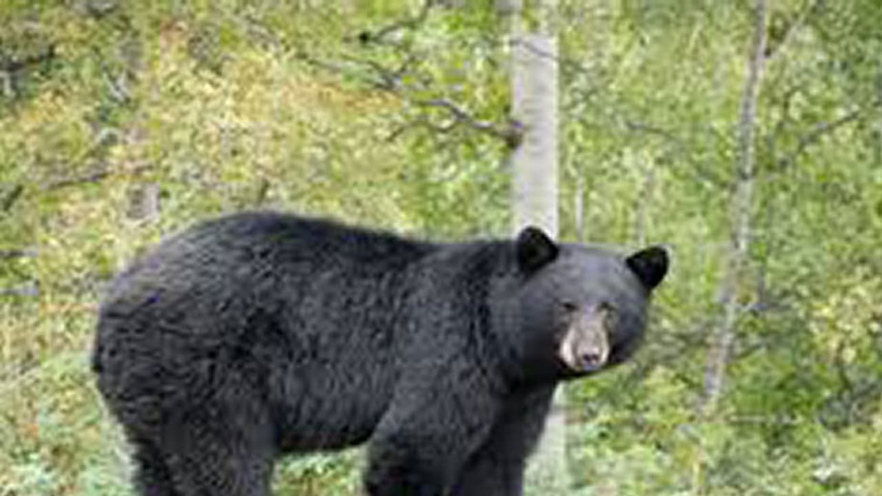 ಶಿವಮೊಗ್ಗ: ವಾಹನ ಡಿಕ್ಕಿಯಾಗಿ ಸ್ಥಳದಲ್ಲಿಯೇ ಕರಡಿ ಸಾವು ಶಿವಮೊಗ್ಗ: ವಾಹನ ಡಿಕ್ಕಿಯಾಗಿ ಸ್ಥಳದಲ್ಲಿಯೇ ಕರಡಿ ಸಾವು