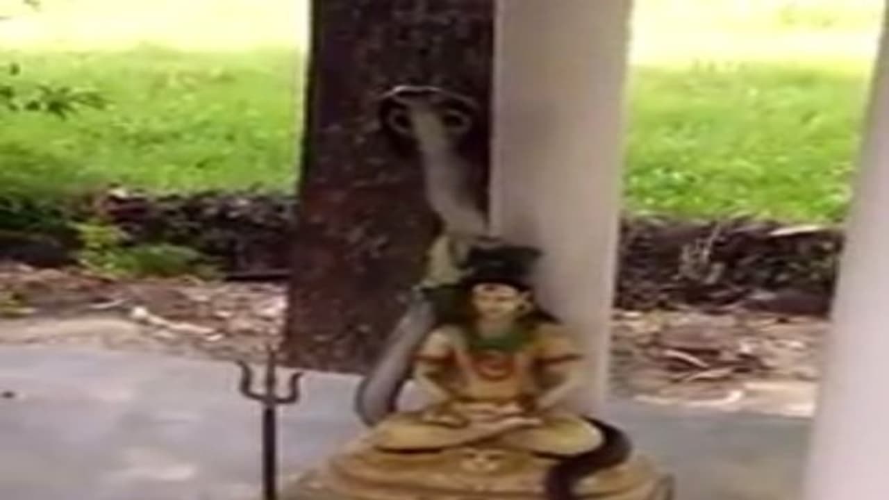 சிவபெருமான் கழுத்தில் படம் எடுத்து ஆடும் நிஜ பாம்பு...! காண கிடைக்காத அதிசய வீடியோ..! சிவபெருமான் கழுத்தில் படம் எடுத்து ஆடும் நிஜ பாம்பு...! காண கிடைக்காத அதிசய வீடியோ..!