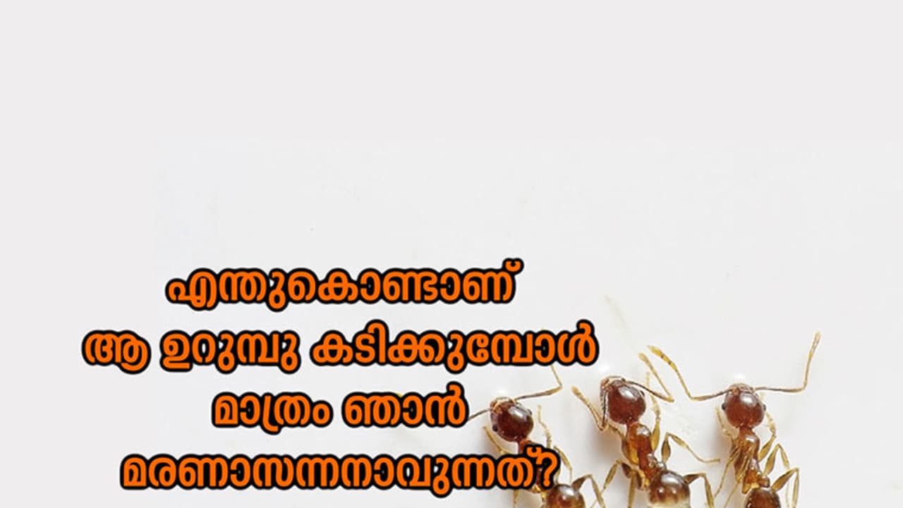 യു എ ഇ യിലെ കൊലയാളി ഉറമ്പുകള്! യു എ ഇ യിലെ കൊലയാളി ഉറമ്പുകള്!