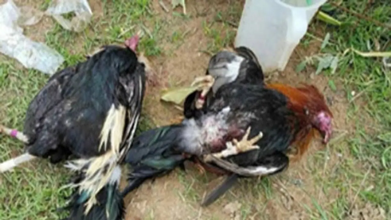 கோழிகளை அம்மை நோய் தாக்கும் என்று உங்களுக்குத் தெரியுமா? அதனை தடுக்க இதோ வழி... கோழிகளை அம்மை நோய் தாக்கும் என்று உங்களுக்குத் தெரியுமா? அதனை தடுக்க இதோ வழி...