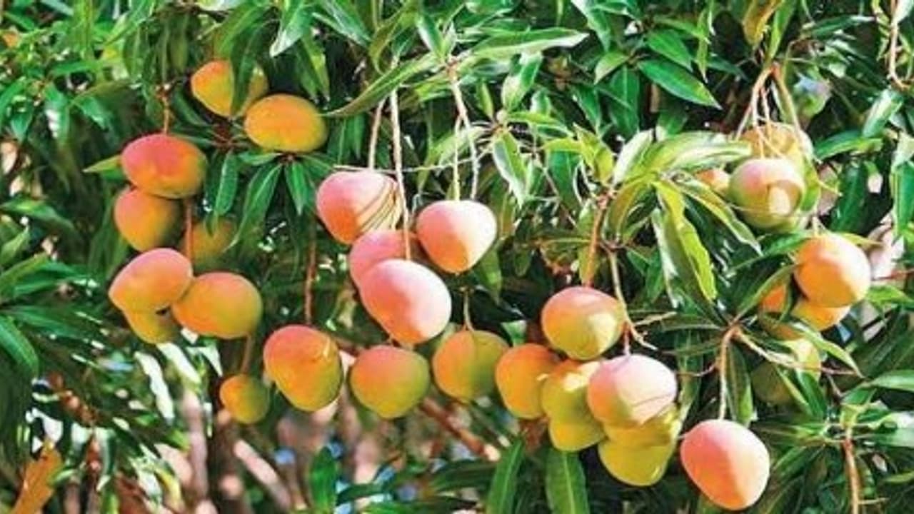 மா உற்பத்தியை பெருக்க இந்த தொழில்நுட்பங்களை முறையாகக் கடைப்பிடித்தல் நல்லது… மா உற்பத்தியை பெருக்க இந்த தொழில்நுட்பங்களை முறையாகக் கடைப்பிடித்தல் நல்லது…