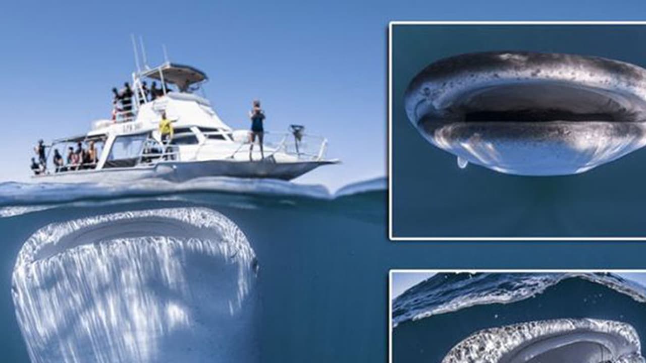 സഞ്ചാര ബോട്ടിന് താഴെയായി ഭീതി നിറച്ചു ഒരു തിമിംഗലം