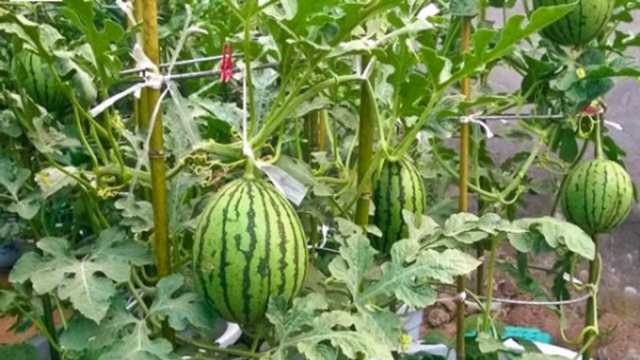 தர்பூசணியை அதிகம் தாக்கும் பூச்சிகளில் இதற்குதான் முதலிடம்; தீர்வு உள்ளே... தர்பூசணியை அதிகம் தாக்கும் பூச்சிகளில் இதற்குதான் முதலிடம்; தீர்வு உள்ளே...