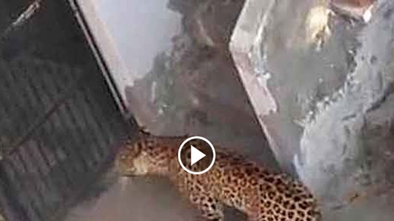 వామ్మో... ఇంట్లోకి ప్రవేశించిన చిరుత (వీడియో) వామ్మో... ఇంట్లోకి ప్రవేశించిన చిరుత (వీడియో)