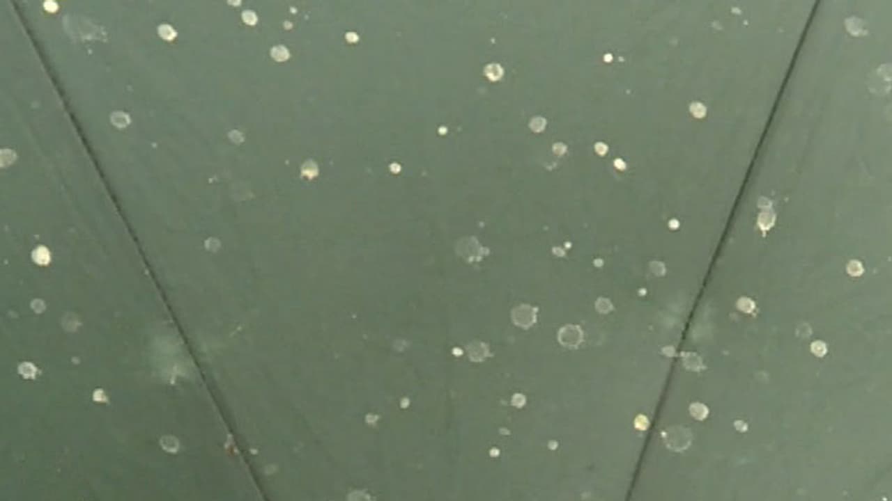 'Yellow rain' reported from Kunjithanni in Kerala 'Yellow rain' reported from Kunjithanni in Kerala