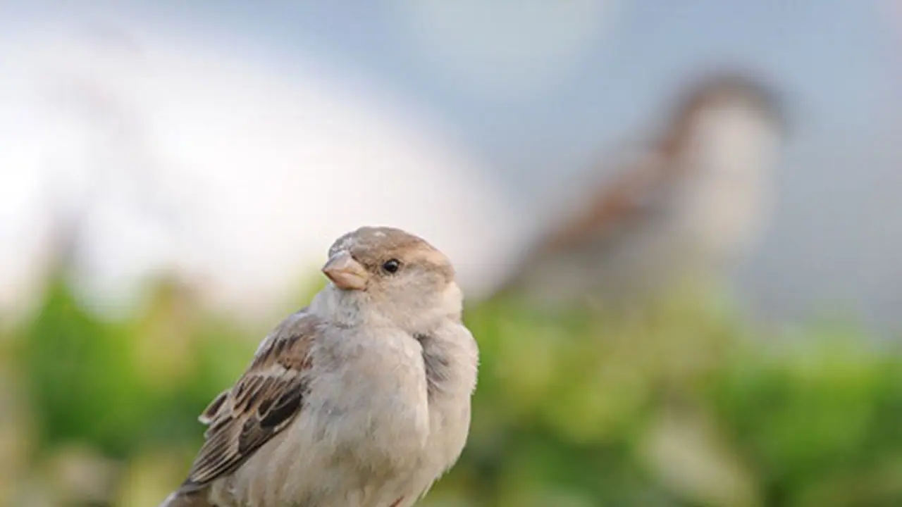 ತುಂಗಭದ್ರಾ ತೀರದಲ್ಲಿ ಗುಬ್ಬಿಗಳ ಚಿಲಿಪಿಲಿ ತುಂಗಭದ್ರಾ ತೀರದಲ್ಲಿ ಗುಬ್ಬಿಗಳ ಚಿಲಿಪಿಲಿ