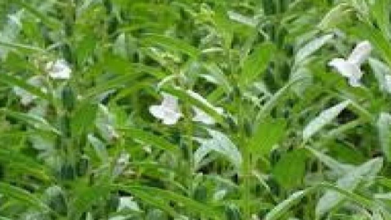 85 நாள்களில் பலனை தருவதில் சிறந்தது “எள் பயிர்”… 85 நாள்களில் பலனை தருவதில் சிறந்தது “எள் பயிர்”…