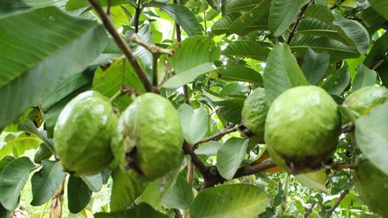 எலுமிச்சை சாகுபடியின்போது ஊடுபயிராக இதை பயிரிட்டால் நல்ல லாபம் பார்க்கலாம்...