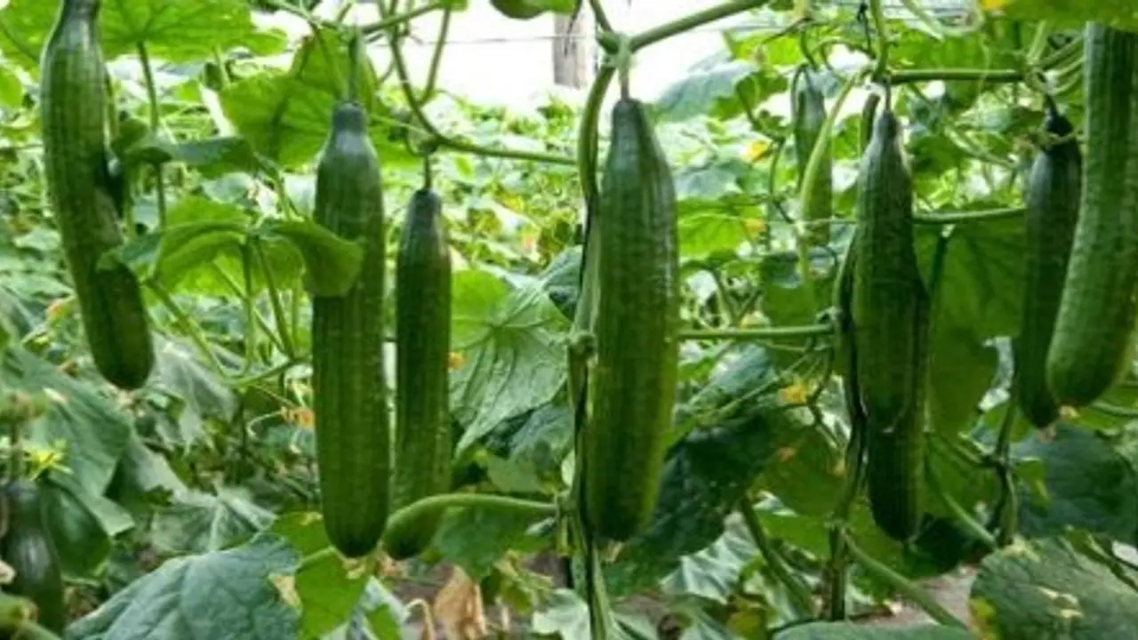 கோடைப் பட்டத்தில் நல்ல வருவாய் தரும் வெள்ளரியை சாகுபடி செய்வது எப்படி? கோடைப் பட்டத்தில் நல்ல வருவாய் தரும் வெள்ளரியை சாகுபடி செய்வது எப்படி?