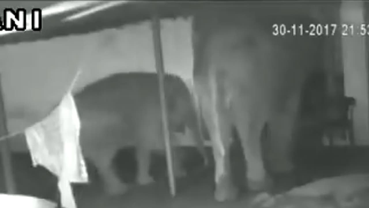 ഭക്ഷണം തേടിയെത്തിയ അതിഥികളെ കണ്ട് വീട്ടുകാര് ഞെട്ടി വീഡിയോ ഭക്ഷണം തേടിയെത്തിയ അതിഥികളെ കണ്ട് വീട്ടുകാര് ഞെട്ടി വീഡിയോ