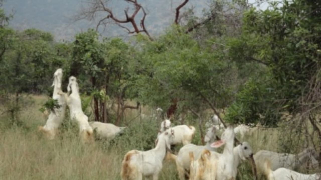 இந்த முறையிலும் வெள்ளாடுகளை வளர்க்கலாம்... நல்ல பலன் தரும்... இந்த முறையிலும் வெள்ளாடுகளை வளர்க்கலாம்... நல்ல பலன் தரும்...