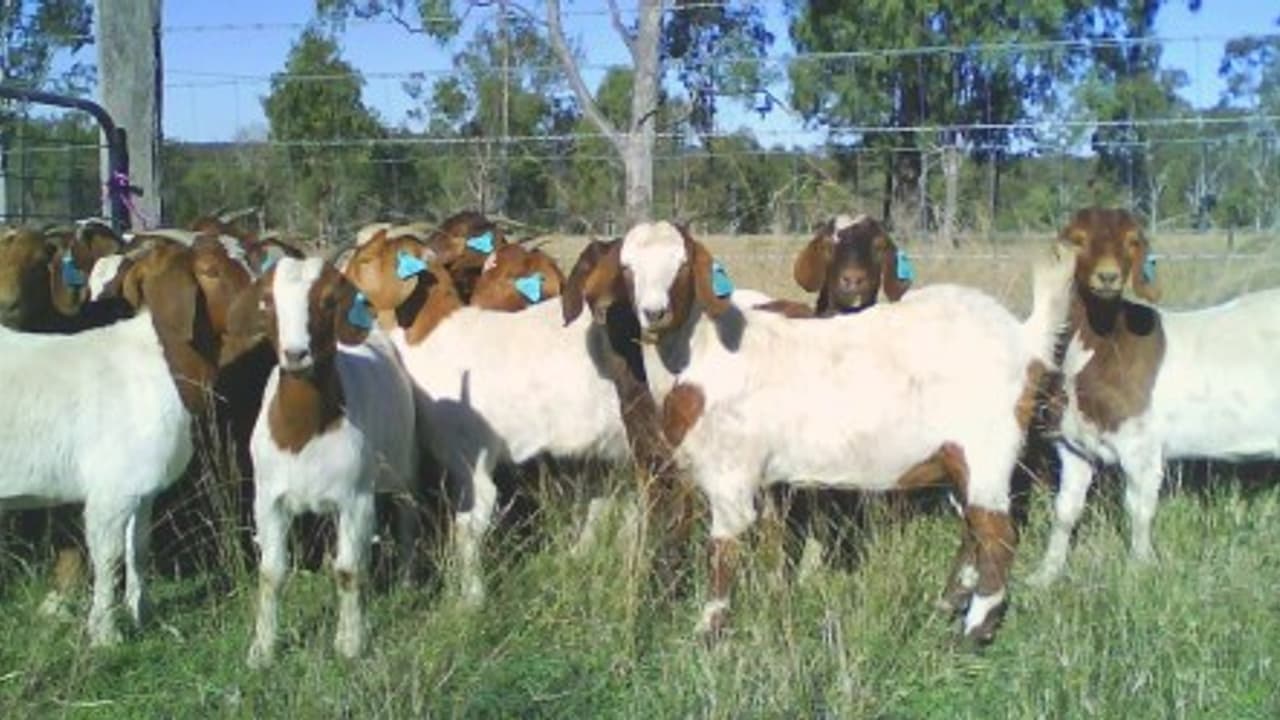 வெள்ளாடுகளுக்கு உகந்த புற்களை நீங்களே வளர்த்து தீவனமாக அளிக்கலாம்… வெள்ளாடுகளுக்கு உகந்த புற்களை நீங்களே வளர்த்து தீவனமாக அளிக்கலாம்…