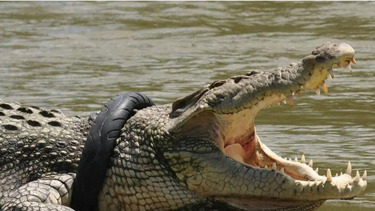 ಯಾದಗಿರಿಯಲ್ಲಿ ನಿರ್ಮಾಣವಾಗಲಿದೆಯಾ ಮೊಸಳೆ ಪಾರ್ಕ್?