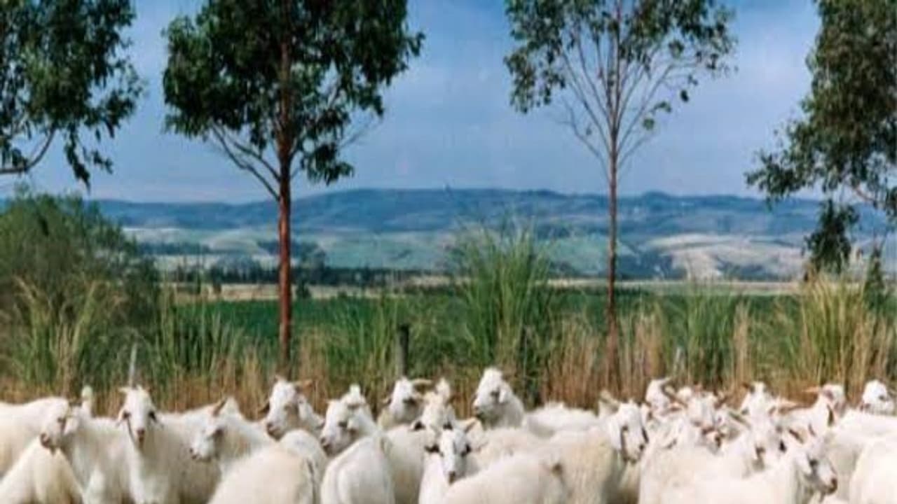 வெள்ளாடு இனவிருத்தியில் எத்தனை வகைகள் இருக்கு? ஒரு அலசல்... வெள்ளாடு இனவிருத்தியில் எத்தனை வகைகள் இருக்கு? ஒரு அலசல்...