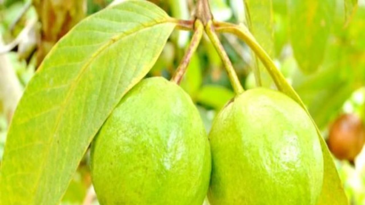 கொய்யா இலையை மென்று சாப்பிட்டால் எப்படிப்பட்ட பல் பிரச்சனையும் தீரும்... கொய்யா இலையை மென்று சாப்பிட்டால் எப்படிப்பட்ட பல் பிரச்சனையும் தீரும்...