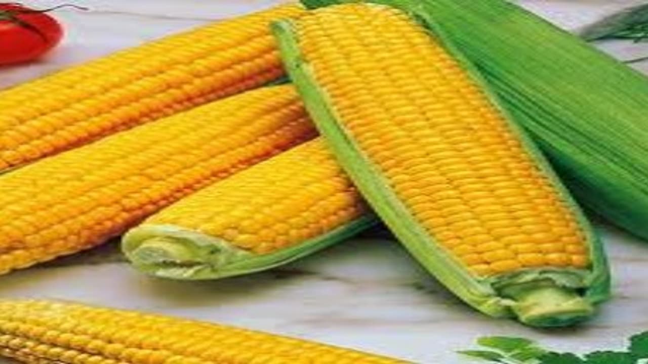 உங்களுக்குத் தெரியுமா? சோளத்தை தினமும் சாப்பிட்டு வந்தால் கண் குறைபாடுகள் சீராகும்... உங்களுக்குத் தெரியுமா? சோளத்தை தினமும் சாப்பிட்டு வந்தால் கண் குறைபாடுகள் சீராகும்...