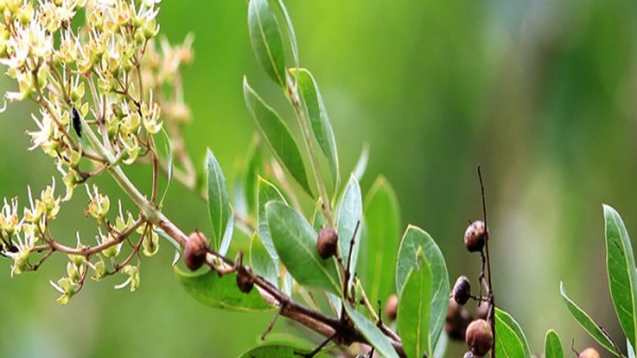 அளப்பரிய மருத்துவக் குணங்களைக் கொண்ட மருதோன்றி இலையைப் பற்றி கேள்விப்பட்டதுண்டா? அளப்பரிய மருத்துவக் குணங்களைக் கொண்ட மருதோன்றி இலையைப் பற்றி கேள்விப்பட்டதுண்டா?