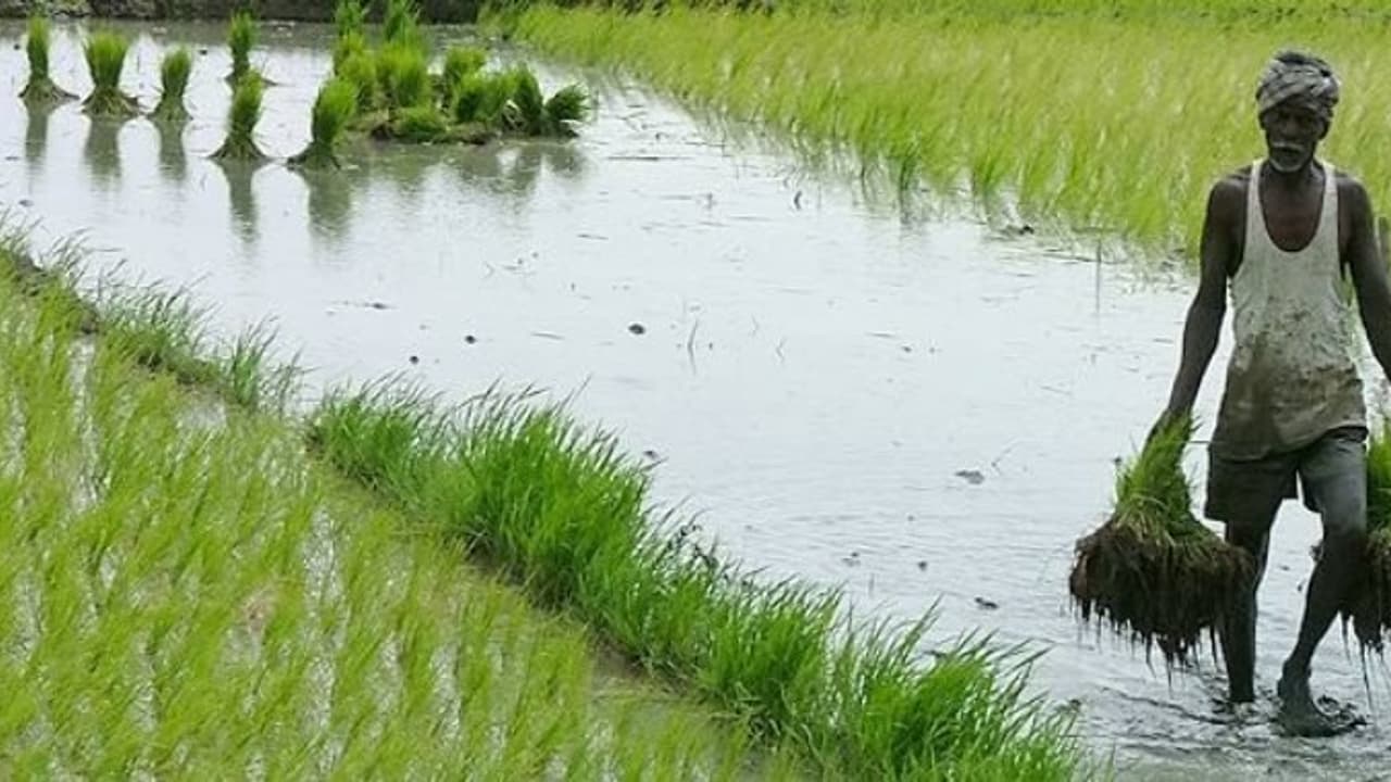 GST வரிக்குள் வருகிறது விவசாயம் 18 சதவீதம் வரை வரிவிதிக்கப்பட வாய்ப்பு? GST வரிக்குள் வருகிறது விவசாயம் 18 சதவீதம் வரை வரிவிதிக்கப்பட வாய்ப்பு?