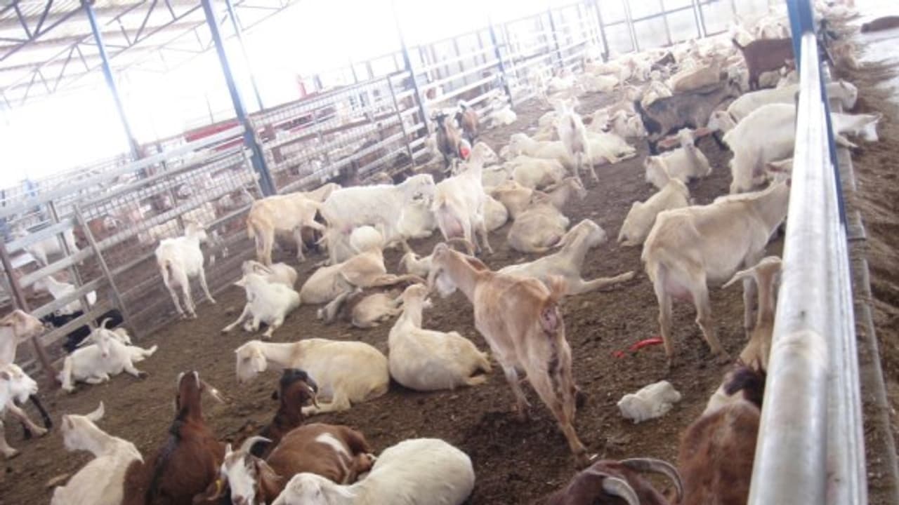 இனப்பெருக்கத்திற்கு உதவும் பொலி கிடாக்களை இப்படிதான் பராமரிக்கணும்... இனப்பெருக்கத்திற்கு உதவும் பொலி கிடாக்களை இப்படிதான் பராமரிக்கணும்...