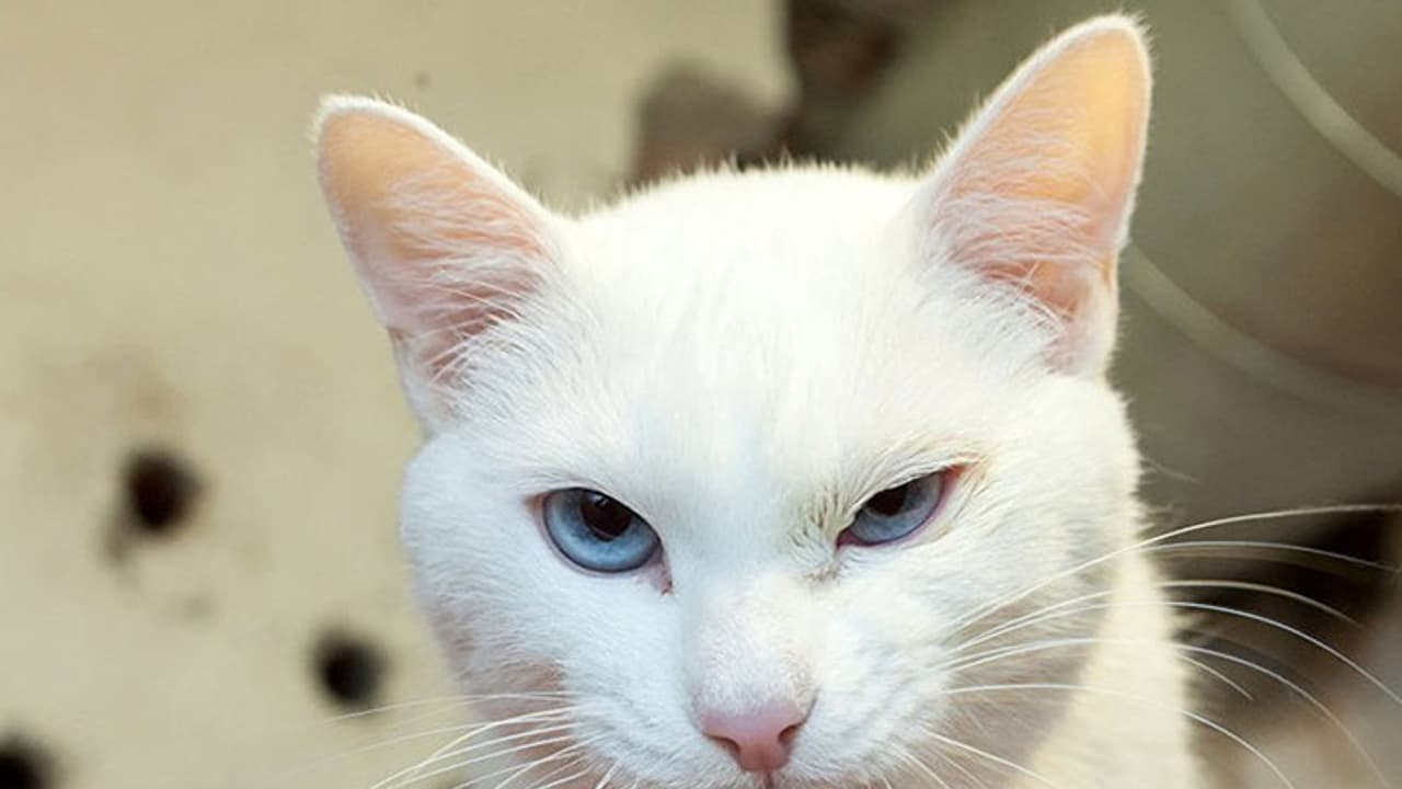 പോളിന് പിന്ഗാമി; ലോകകപ്പ് പ്രവചിക്കാന് അക്കില്ലസ് പോളിന് പിന്ഗാമി; ലോകകപ്പ് പ്രവചിക്കാന് അക്കില്ലസ്