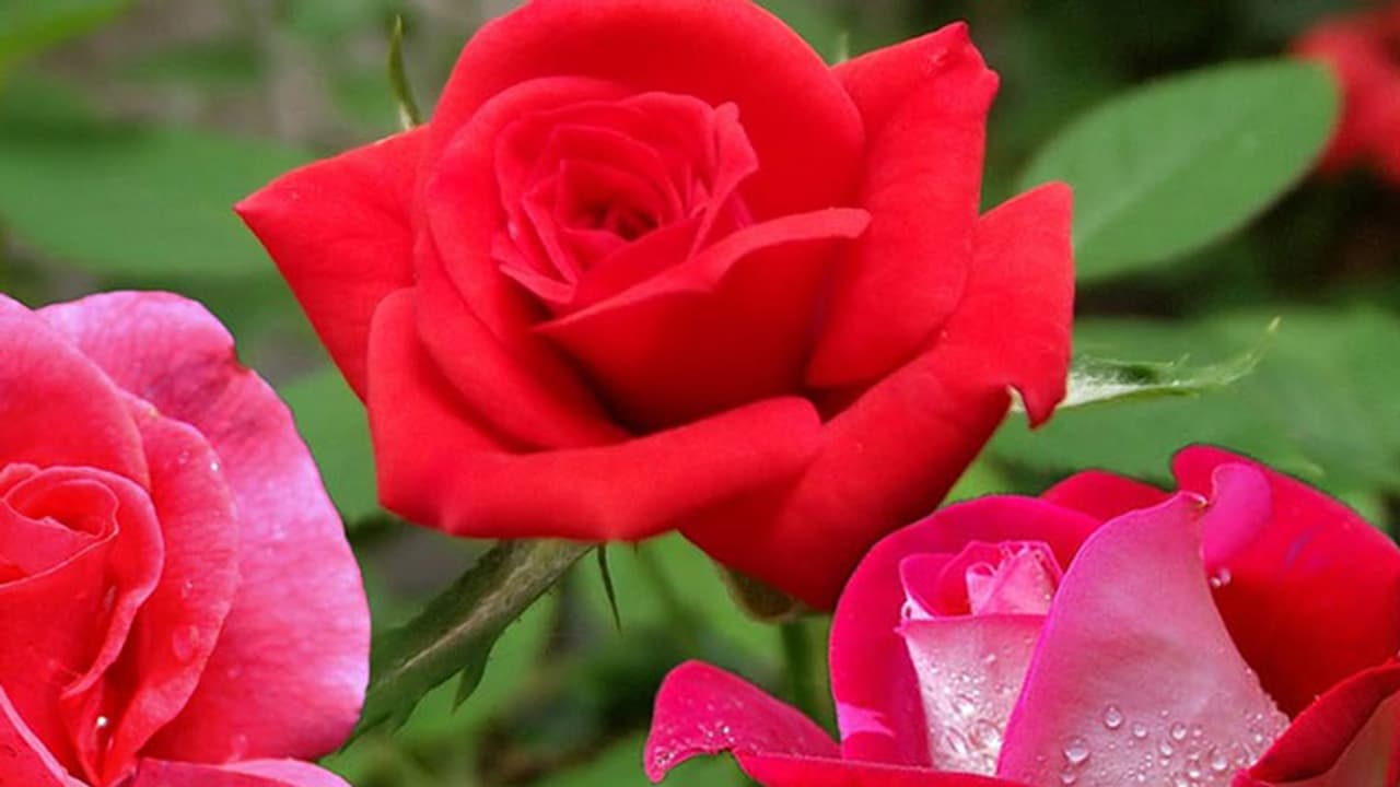 రెడ్ రోజ్.. ప్రేమకు.. మరి ఆరెంజ్ రోజ్..? రెడ్ రోజ్.. ప్రేమకు.. మరి ఆరెంజ్ రోజ్..?