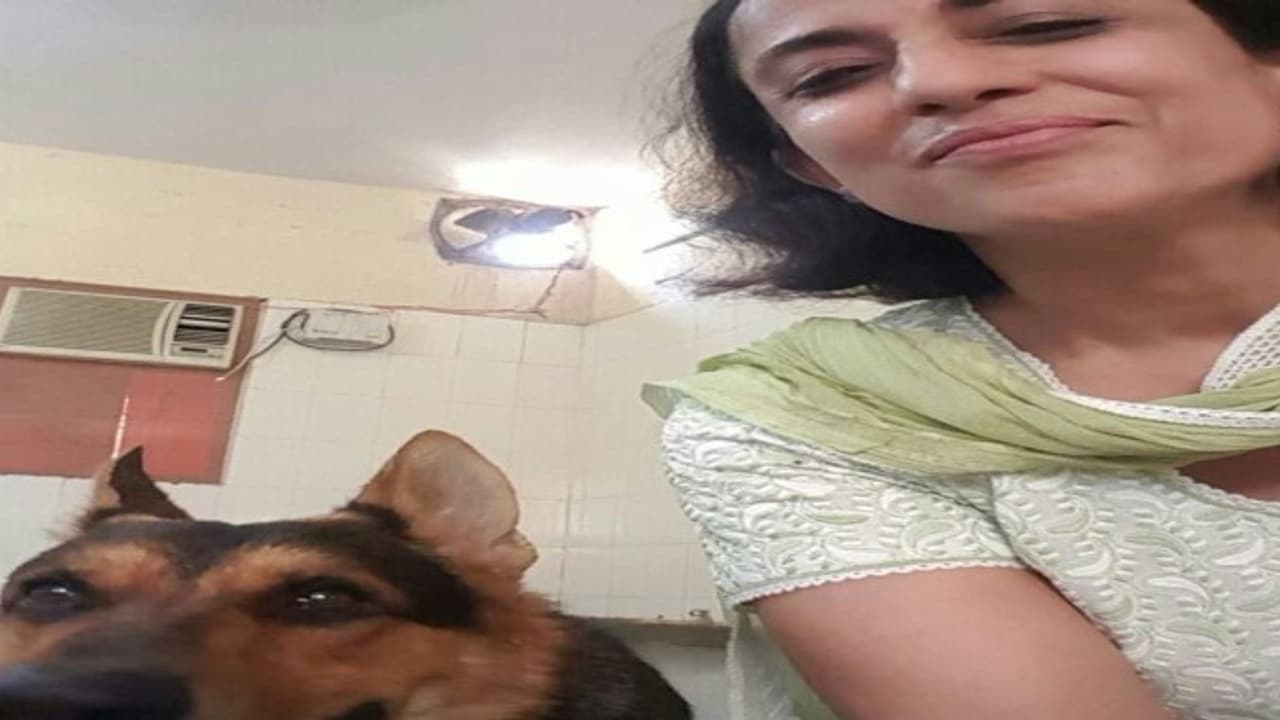 வகையாக சிக்கிக்கொண்ட விலங்கு நல வாரிய உறுப்பினர்:நாய்களுக்கு அனுமதி பெற்று மாட்டின் மீது கை வாய்த்த அவலம் வகையாக சிக்கிக்கொண்ட விலங்கு நல வாரிய உறுப்பினர்:நாய்களுக்கு அனுமதி பெற்று மாட்டின் மீது கை வாய்த்த அவலம்