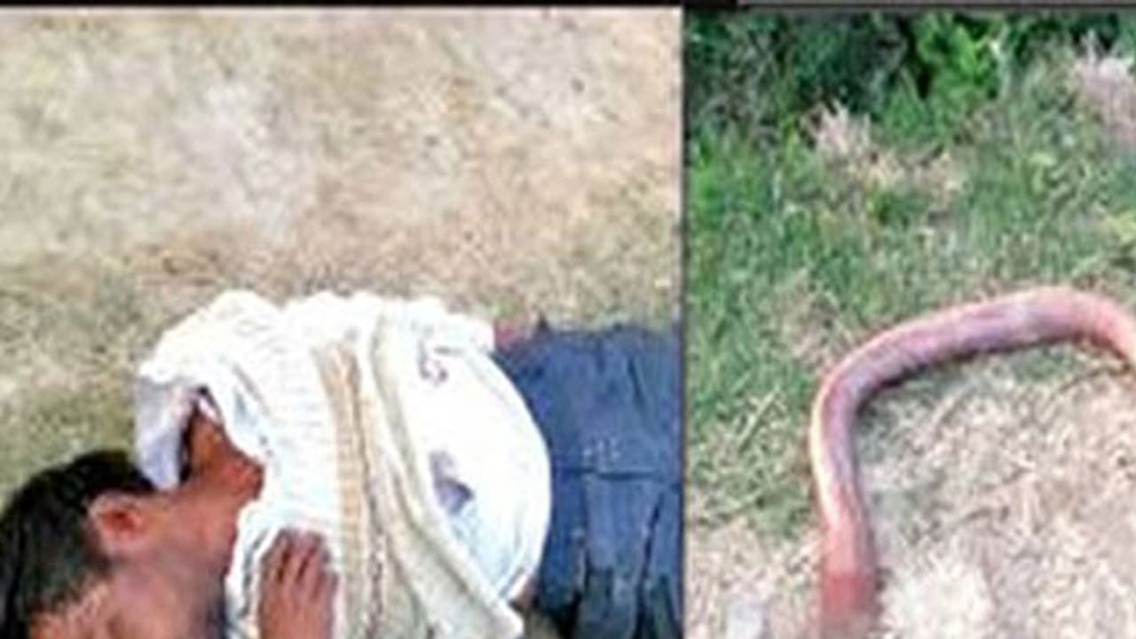 పాము మీద పగతో.. దాని తల కొరికి నమిలేశాడు పాము మీద పగతో.. దాని తల కొరికి నమిలేశాడు