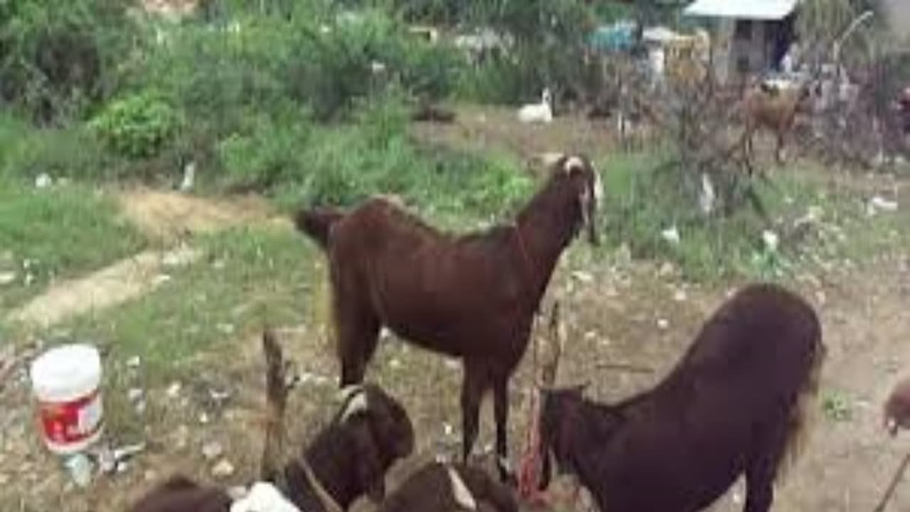 இந்திய செம்மறியாடு இனங்களில் சிறந்த இனமான மாண்டியாவின் சிறப்புகள்… இந்திய செம்மறியாடு இனங்களில் சிறந்த இனமான மாண்டியாவின் சிறப்புகள்…